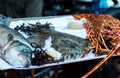 Fresh dorade, plaice and lobster on a platter