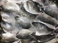 Fresh Dorade Sea Bream fillets with ice on market