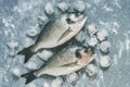 Fresh dorado fish with ice cubes on gray rustic background. Top view, flat lay