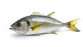 Fresh dorado fish isolated