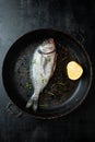 Fresh dorado fish with salt, rosemary and lemon in a frying pan Royalty Free Stock Photo