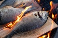 Dorado with lemon cooking on grill with cedar plank