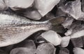 Fresh dorado tail on ice on black background