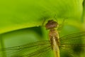 Fresh dragon fly in green nature