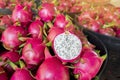 Fresh Dragon fruit, Pitaya or Pitahaya Fruit