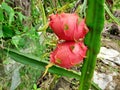 Fresh dragon fruits on a tree in an organic garden, with green leaves and thorns Royalty Free Stock Photo