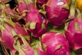 Fresh Dragon Fruit in Vancouver's Grandville Island Market Royalty Free Stock Photo