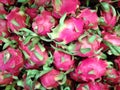 Fresh dragon fruits