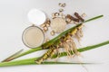 Fresh and dried Acorus calamus roots, also known as sweet flag, calamus leaves and powder, tonic for skin and hair Royalty Free Stock Photo