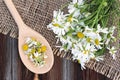 Fresh and dried camomile on sacking on wooden background