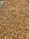 Fresh dried coffee beans on a farm in latin america, ready to get roasted