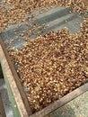 Fresh dried coffee beans on a farm in latin america, ready to get roasted