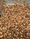 Fresh dried coffee beans on a farm in latin america, ready to get roasted