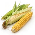 Fresh and dried corn cobs on transparent background Royalty Free Stock Photo