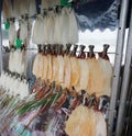 Fresh and dried squid in role