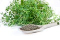 Fresh and dried thyme Royalty Free Stock Photo