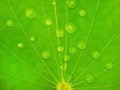 a fresh drops of morning dew on a green leaf