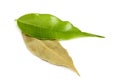 Fresh and dry bay leaf. Royalty Free Stock Photo