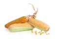 Fresh and dry corn cobs Royalty Free Stock Photo