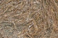 Fresh dry hay, photographed close-up for the background. Royalty Free Stock Photo