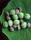 Fresh and dry nasturtium seeds on green leaf. Top view