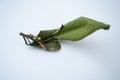 Mandarin leaves fresh dry natural green photo Royalty Free Stock Photo