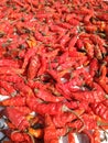 Fresh Dry red chilies with blur background Royalty Free Stock Photo