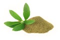 Fresh and dry Stevia Rebaudiana