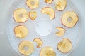 Fresh dryed apple chips prepared in a home fruit and vegetable dryer. Healthy vegetarian vegan food concept, fruit diet.