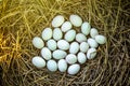 duck eggs on a pile of straw.