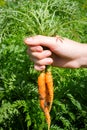 Fresh dug carrots in the hands of a farmer on the background of leaves