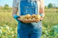 Fresh dug potatoes in hands of farmer, farmers market Royalty Free Stock Photo