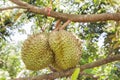 Fresh Durian Durio zibethinus king of tropical fruits growth in organic farm