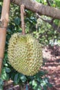 Fresh Durian Durio zibethinus king of tropical fruits growth in organic farm Royalty Free Stock Photo