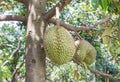 Fresh Durian Durio zibethinus king of tropical fruits growth in organic farm