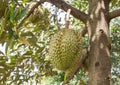 Fresh Durian Durio zibethinus king of tropical fruits growth in organic farm Royalty Free Stock Photo