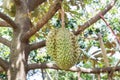 Fresh Durian Durio zibethinus king of tropical fruits hanging on brunch tree Royalty Free Stock Photo