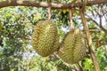 Fresh Durian Durio zibethinus king of tropical fruits growth in organic farm