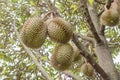 Durian Durio zibethinus king of tropical fruits hanging on brunch tree Royalty Free Stock Photo