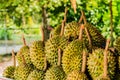 Fresh durian fruit from the durian garden for sale in the local market thailand tropical fruit Royalty Free Stock Photo