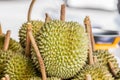 Fresh durian fruit from the durian garden for sale in the local market thailand tropical fruit Royalty Free Stock Photo