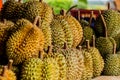 Fresh durian fruit from the durian garden for sale in the local market thailand tropical fruit Royalty Free Stock Photo