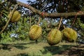 Asia, Thailand, Durian, Garden, Plant Royalty Free Stock Photo