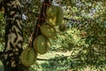 Asia, Thailand, Durian, Garden, Plant Royalty Free Stock Photo