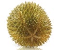 Single Durian fruit isolated on white background Royalty Free Stock Photo