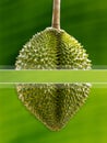 Fresh durian fruit Royalty Free Stock Photo