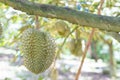 Fresh durian fruit on the tree in the garden, Royalty Free Stock Photo