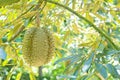 Fresh durian fruit on the tree in the garden, Royalty Free Stock Photo