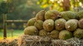 Fresh Durian Fruits Stacked on Straw Bales in a Garden Setting, Generative AI Royalty Free Stock Photo