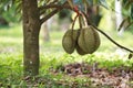 Fresh durian.